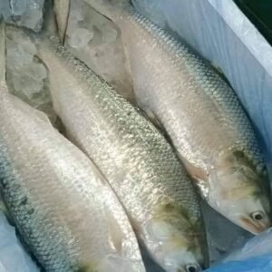 ৫ পিস মাছে ১০ কেজি=৪০০০ টাকা।